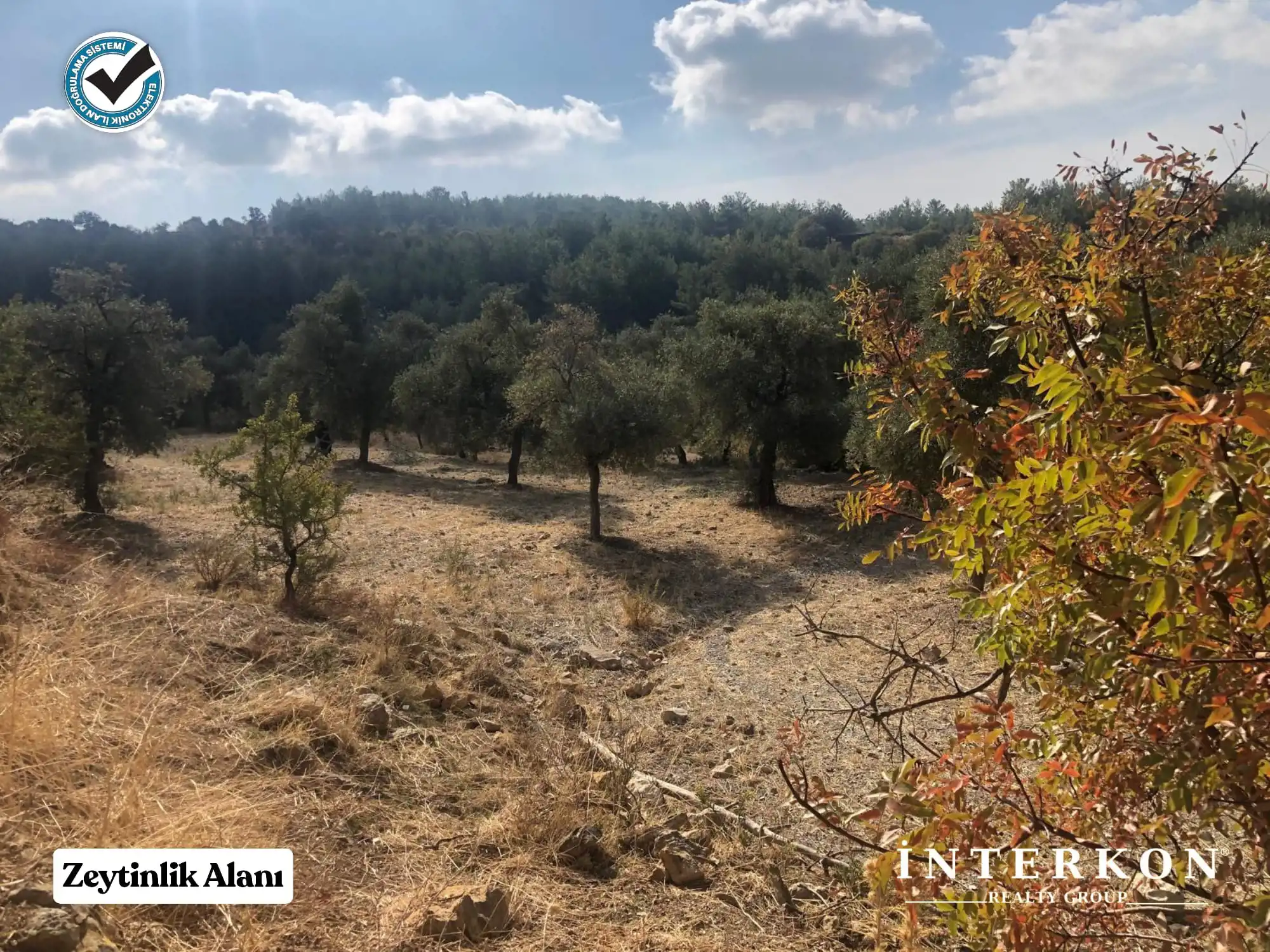  MUĞLA MENTEŞE DAĞPINAR MAHALLESİ 1309 M2 SATILIK ZEYTİNLİK!